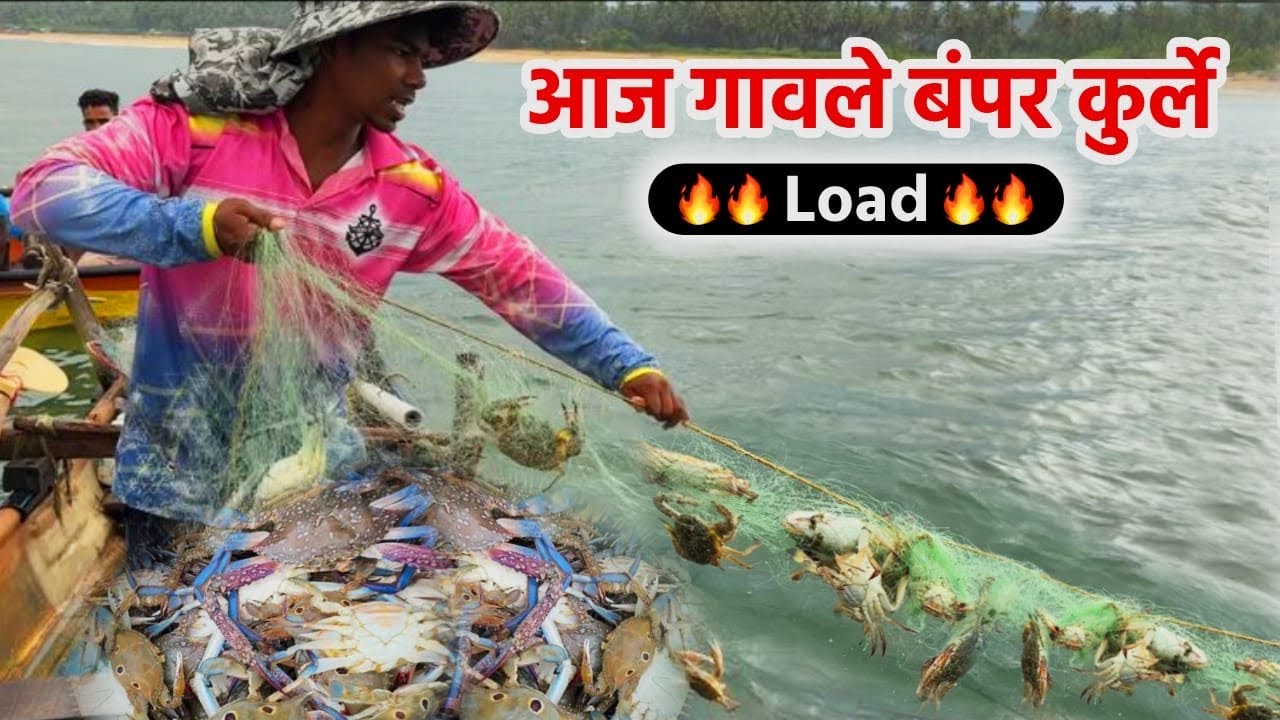 आज गावले बंपर कुर्ले 🦀😲|| 🔥🔥Load 🔥🔥 ||