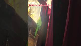 Mithhu radhe radhe #parrot #mithukibatain #parrotplaytime #cute