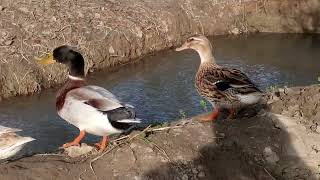 Flying ducks in our field by Kokovines 63 views 2 years ago 1 minute, 9 seconds