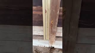 The reality of post rot  #barnlife #barnhome