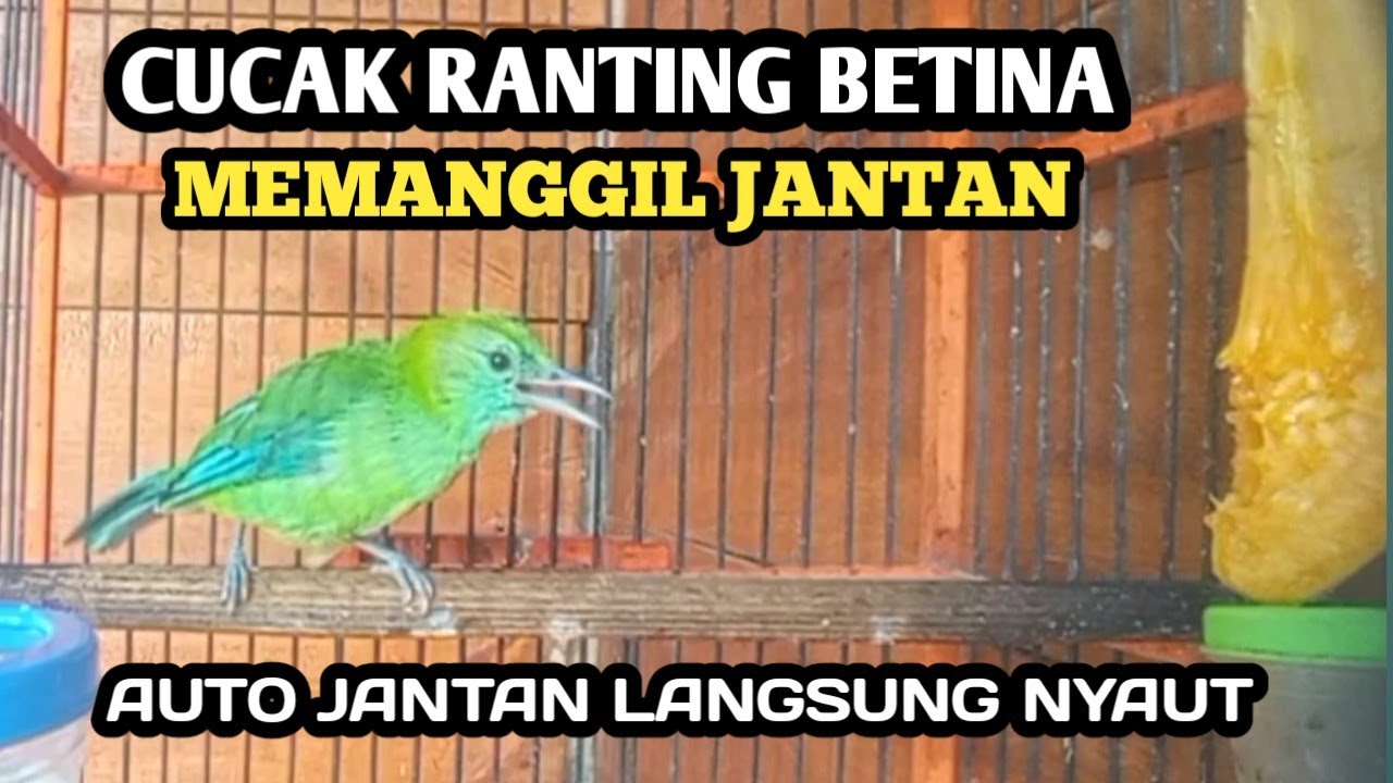 CUCAK RANTING BETINA ASLI MEMANGGIL JANTAN