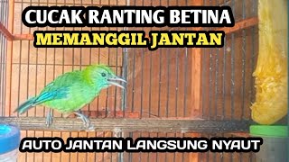 CUCAK RANTING BETINA ASLI MEMANGGIL JANTAN
