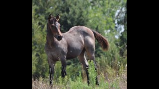 VS Code Red 2024 Bay Roan Colt