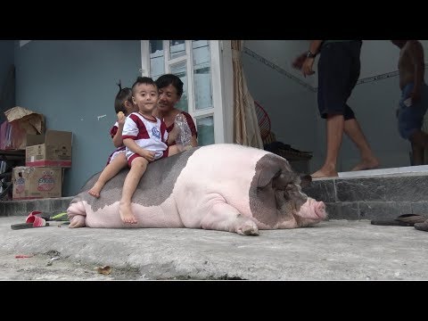 Lạ Lùng Gia Đình Nuôi HEO Nặng Hơn 100kg Làm Thú Cưng Trong Nhà