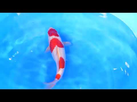 GK-3006 - Kohaku - Maruhide