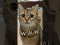 髪をバッサリ散髪したパパを初めて見た猫の100点のリアクションw #shorts