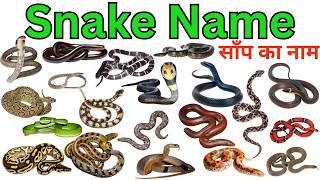 Snake Names for Kids | Learn 20 Snakes Name in English with Sounds | Reptiles and Crawling Animals