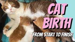 CAT GIVING BIRTH - From Start to Finish - Part 2 by Cat Breeding for Beginners 198 views 3 weeks ago 3 hours, 15 minutes