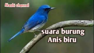 Suara burung Anis biru mp3