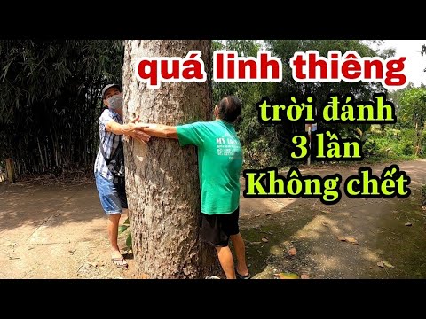 Video: Cây Dầu Hai Cột