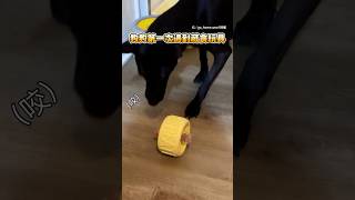 【這樣偶怎麼吃！】狗狗第一次遇藏食玩具　吃不到零食氣到直跺腳XD #Shorts