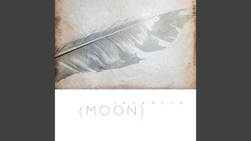 Charming Birds From Trees