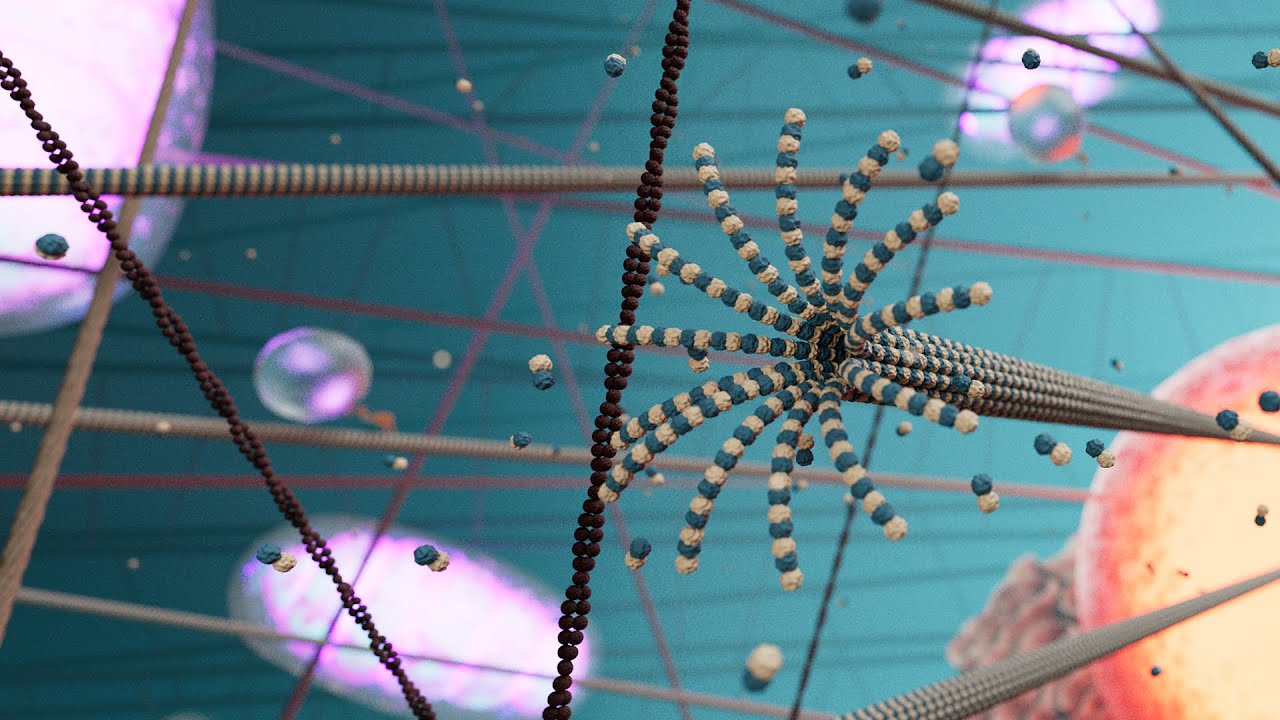 Plongée dans le cytosquelette