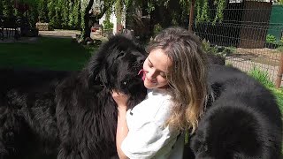 We had a guest/Newfoundland dogs and Girl