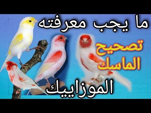 الطريقة الصحيحة لإنتاج كناري الموزاييك الأحمر او الأصفر وكيفية تصحيح الماسك للمشاركة في المسابقات