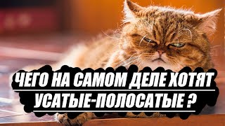 5 мифов вокруг семейства кошачьих: чего на самом деле хотят усатые-полосатые?