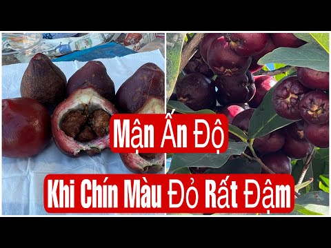 Mận Ấn Độ Khi Chín Đen Ăn Như Thế Nào