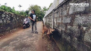 Multi Purpose Detection Dog | Belgian Malinois | Trained by Reward K9
