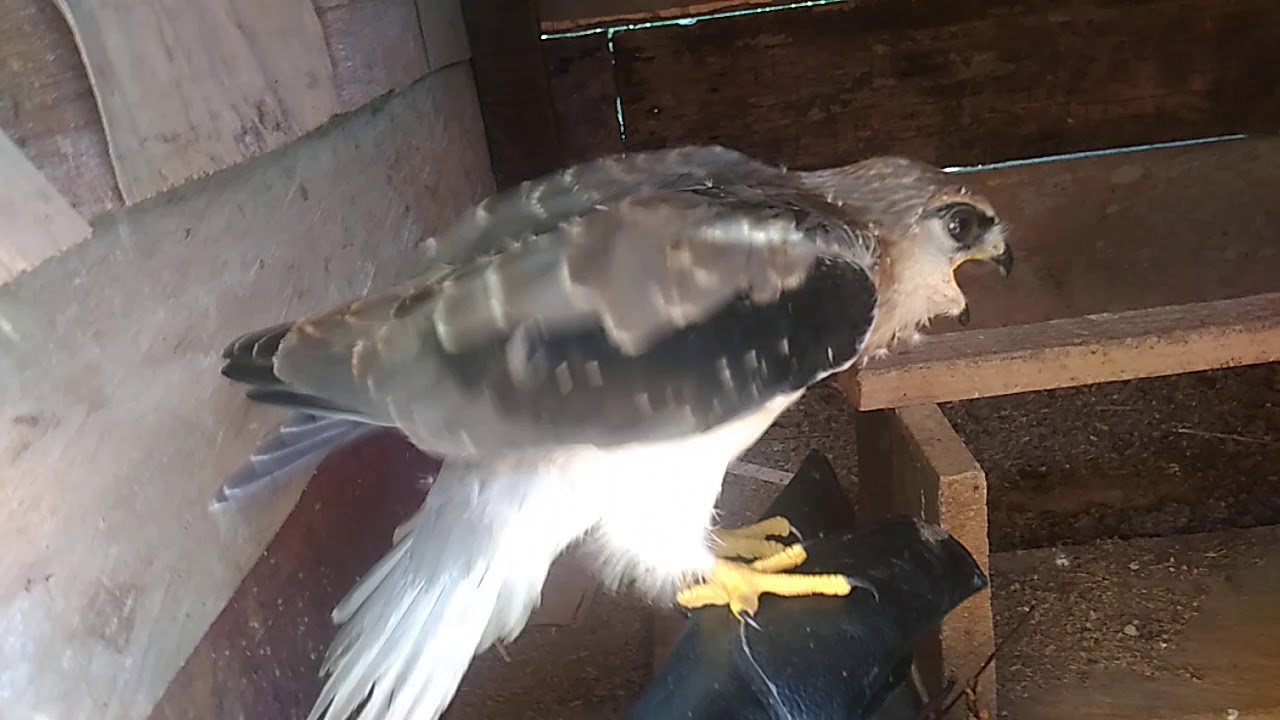 story melatih burung alap alap dengan penuh kasih sayang 