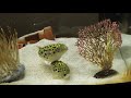 ミドリフグ 飼い方 淡水 305132-ミドリフグ 飼い方 淡水