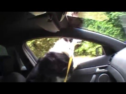 My Border Collie Jock hanging out of my VE SS ute!