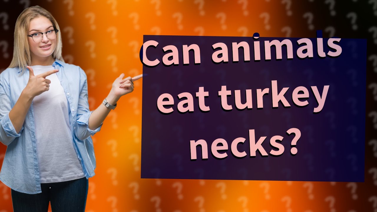 Can animals eat turkey necks? YouTube