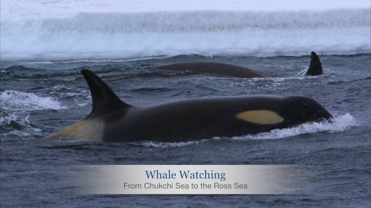 A Look Back on a Year of Expedition Cruising with Heritage Expeditions