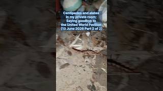 VWP_KJ_0223 Centipedes in private room; Goodbye to United World Pavilion (13 June 2026 Part 2 of 2)
