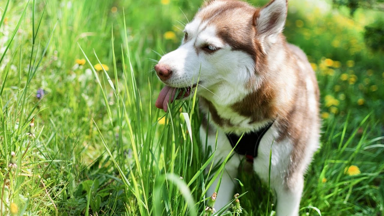 How do you handle a Siberian Husky s territorial behavior YouTube