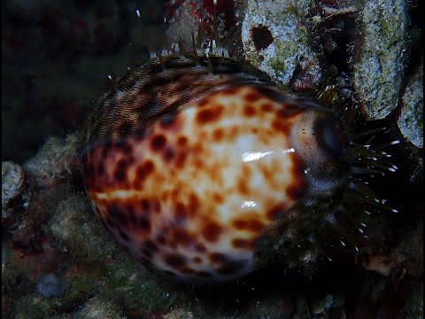 Tiger cowrie (Cypraea tigris)