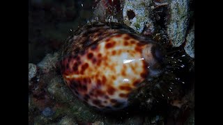 Tiger cowrie (Cypraea tigris)