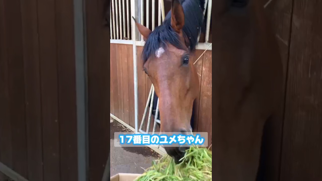 【2026.05.21】肥育場からの17頭目の、ゆめちゃん💕