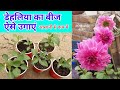डेहलिया बीज से उगाने का जबरदस्त तरीका / How To Grow Dahlia From Seeds at Home in Pots / Dahlia Grow