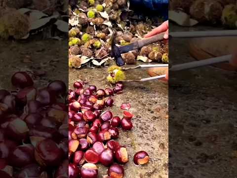 الك س ت ن اء أو الكستنة أو الق س ط ل أو أ ب و ف ر و ة هو صنف يضم ثمانية أو تسعة أنواع من الأشجار