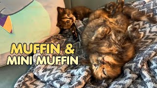 Baby Otter Learns How to Cat From the Big Kittens 🥹