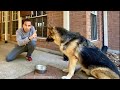 How I Trained My Dog In Hindi | Hindi Vlog | Indian Vlogger In USA | GSD | Dog | This Indian