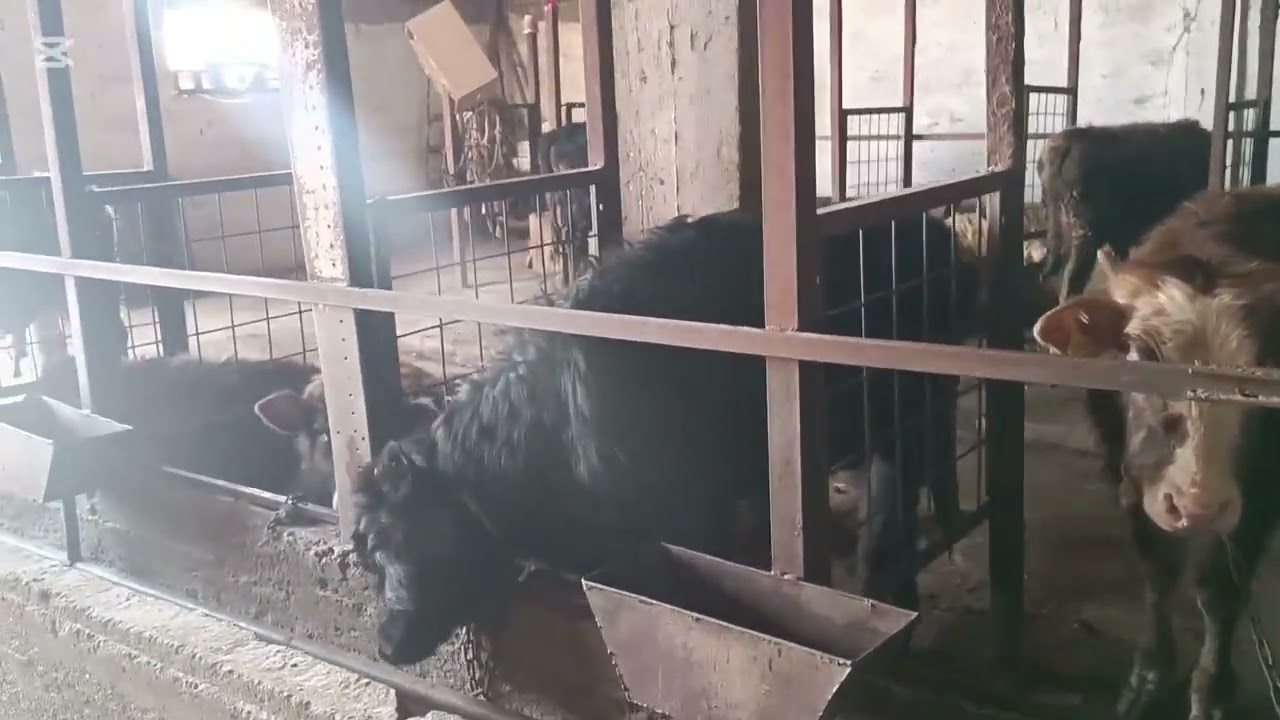 Откорм бычков, способы откорма! 2025г