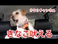 普段吠えない きなこが吠える時。不安？置いて行かないで？それとも？【祝500人登録】