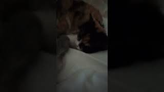 3 Lu Lolilop Oldu Mu Sana 4 Lu Karamel Li Tatlı... Yemek Niyetine Kedicik Şekeri...