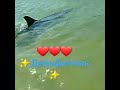 #анапа #джемете #дельфины