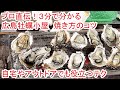 広島牡蠣小屋【超簡単】殻付き焼きガキのコツ【3分で解かる】