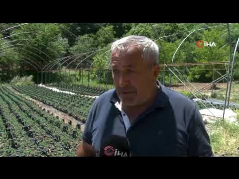 Uludağ eteklerinde lavanta &uuml;retimine başlandı