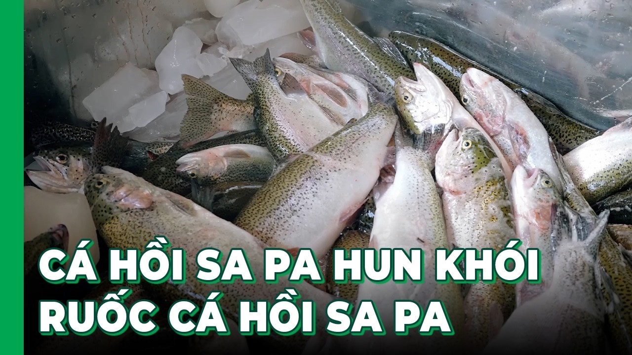 Quy trình sản xuất CÁ HỒI HUN KHÓI, RUỐC CÁ HỒI SA PA thượng hạng, bổ dưỡng của Hải SAPA TV