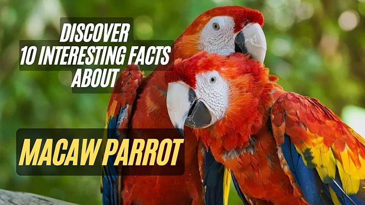 Macaw Parrot | 10 Interesting Facts about Macaw Parrot