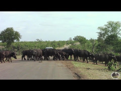 Large Buffalo Herd Migration In Kruger Park