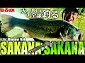 【バス釣り】新発売『サカナ サカナ』：透ける極薄テールで全サイズ釣る【AK◆BOX】