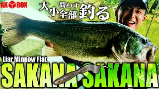 【バス釣り】新発売『サカナ サカナ』：透ける極薄テールで全サイズ釣る【AK◆BOX】