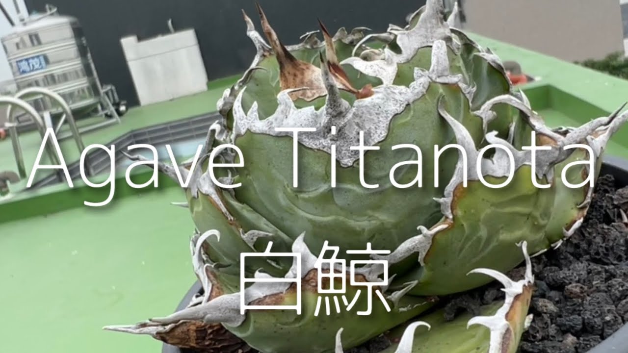Y677 アガベ チタノタ 白鯨 agave titanota Hakugei 極上強棘 3株 (検