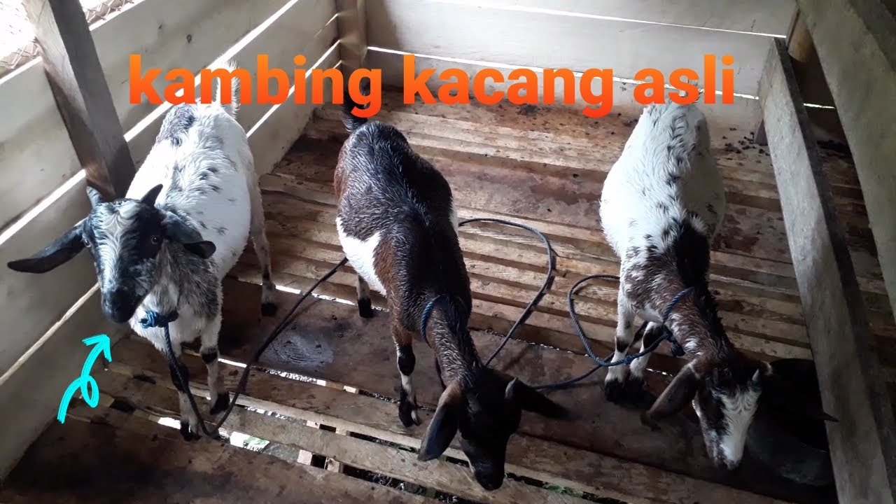 kambing kacang asli 