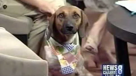 Barbara Hutcherson from the Lost Dog and Cat Rescu...